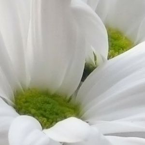 Meet your Posher, Luba